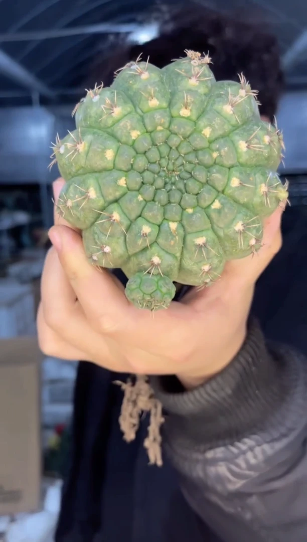 【闪购商品】7-10cm 菲花玉