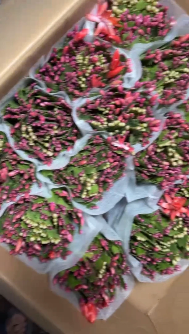 【带花苞】蟹爪兰【带盆土】