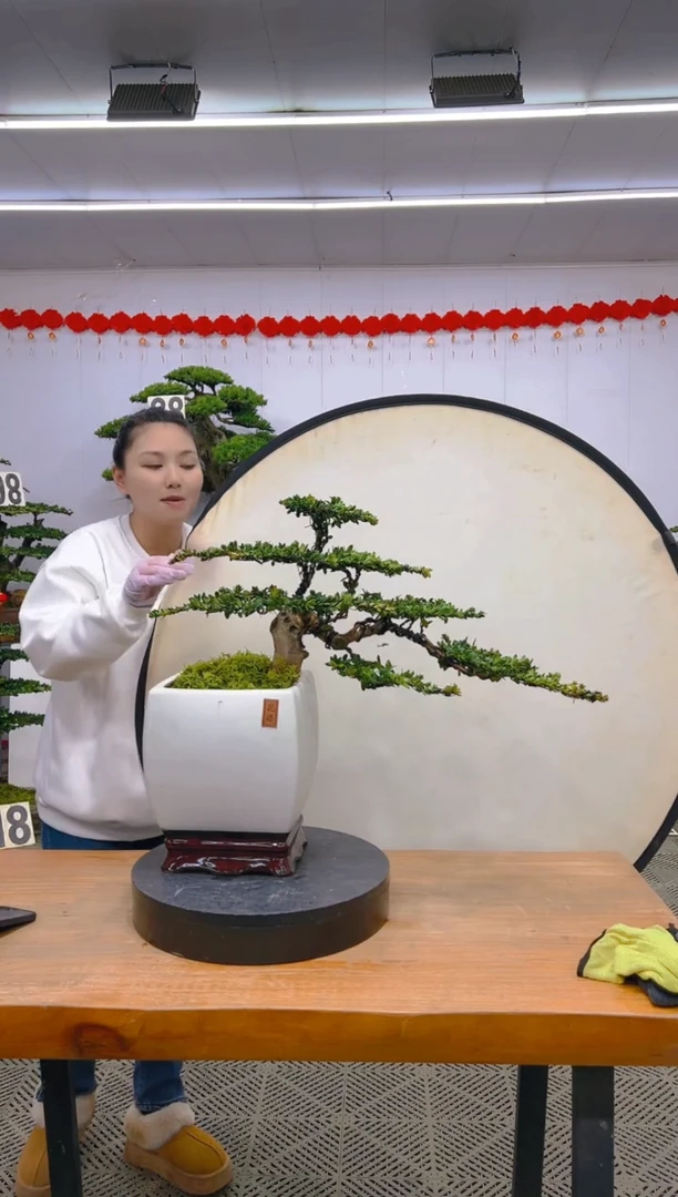 【闪购商品】盆景1