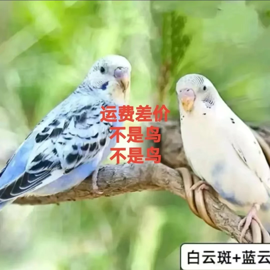 虎皮鹦鹉，福利鸟。有点少毛介意不要怕