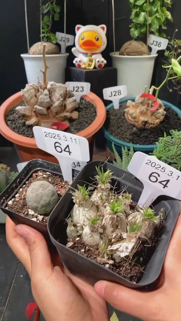 【闪购商品】福利植物3.11.64