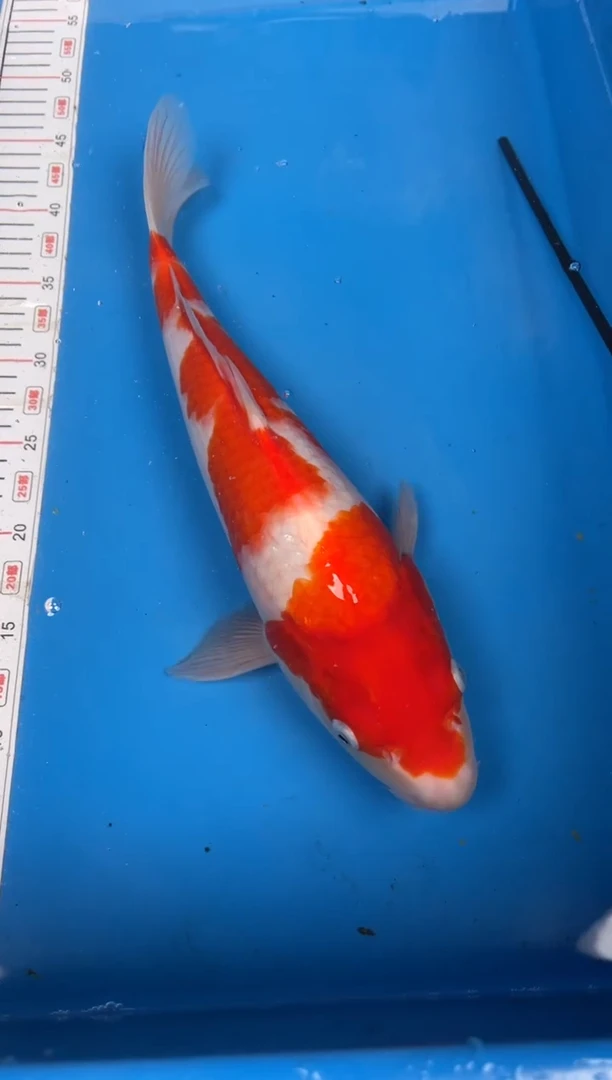 锦鲤王****.22号锦鲤鱼红白 闪购