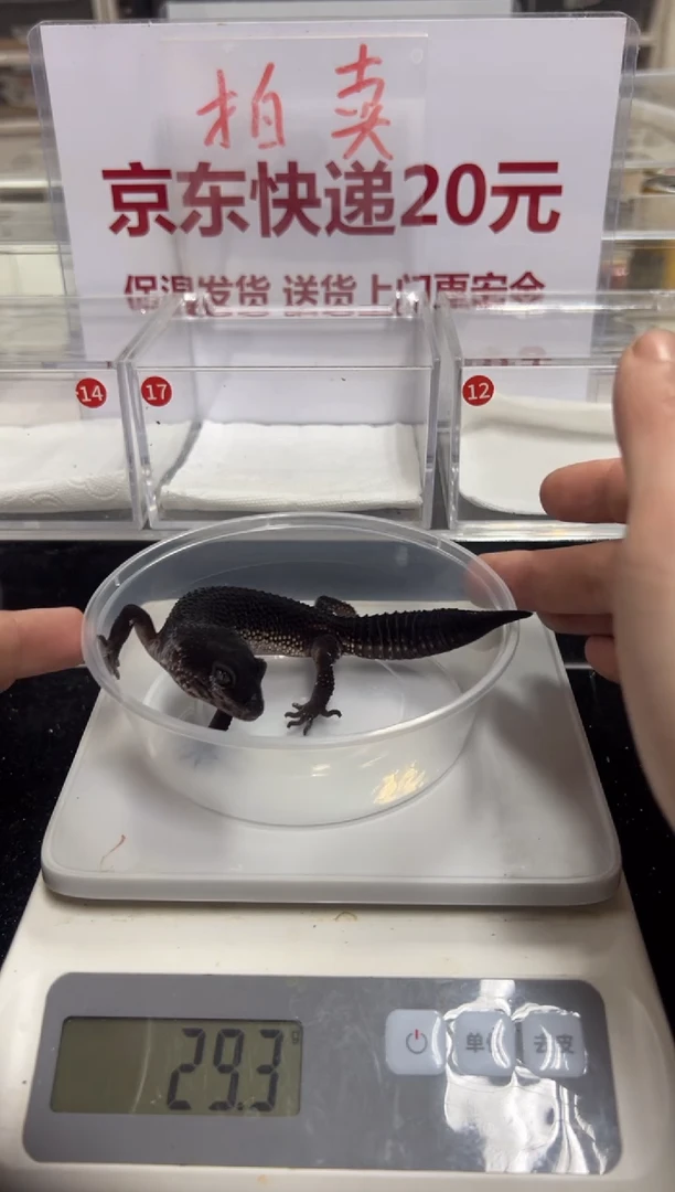 豹纹守宫5555555555