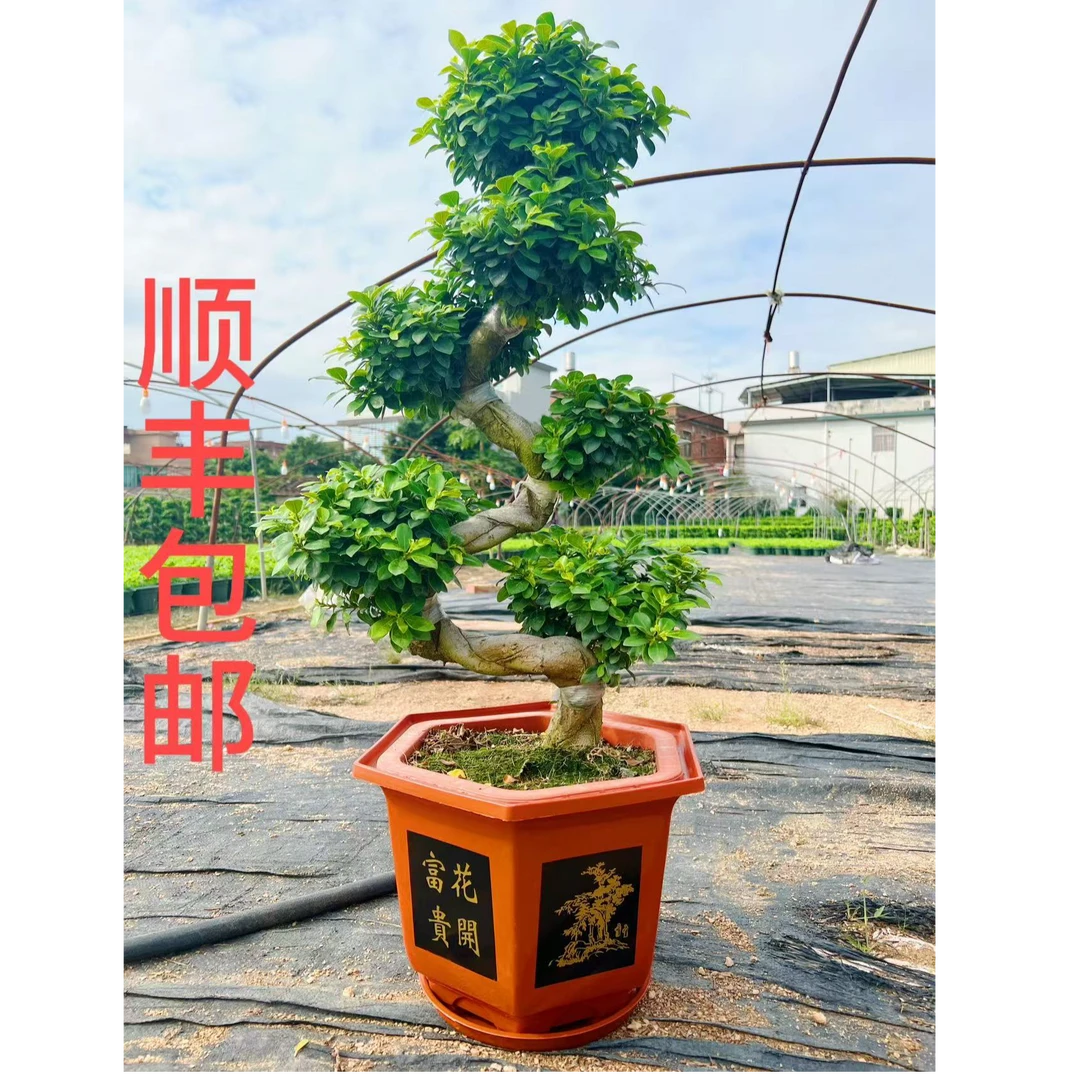 S型金钱榕树四季常青常绿造型盆景好养易活室内室外植物植物
