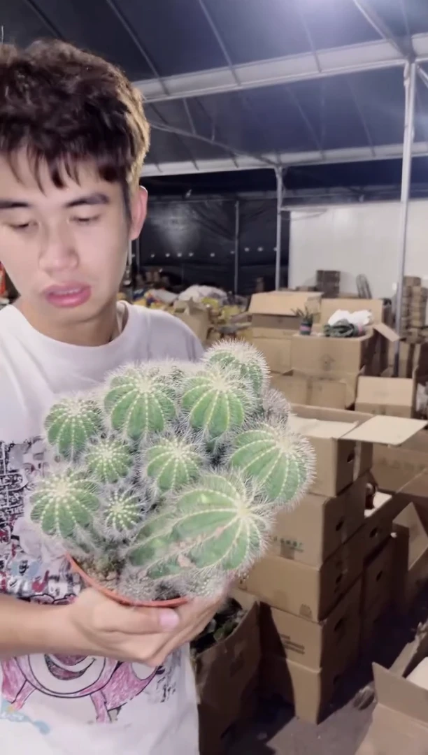 16-20cm 银冠群生【带根】