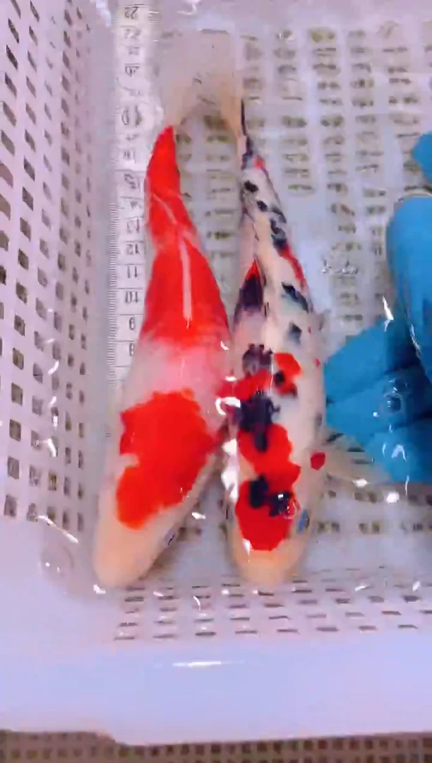 锦鲤冷水观赏鱼全场包邮117