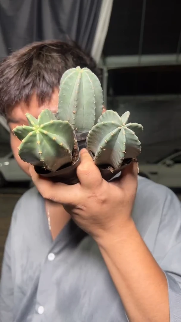 3颗 微刺虾 实生根