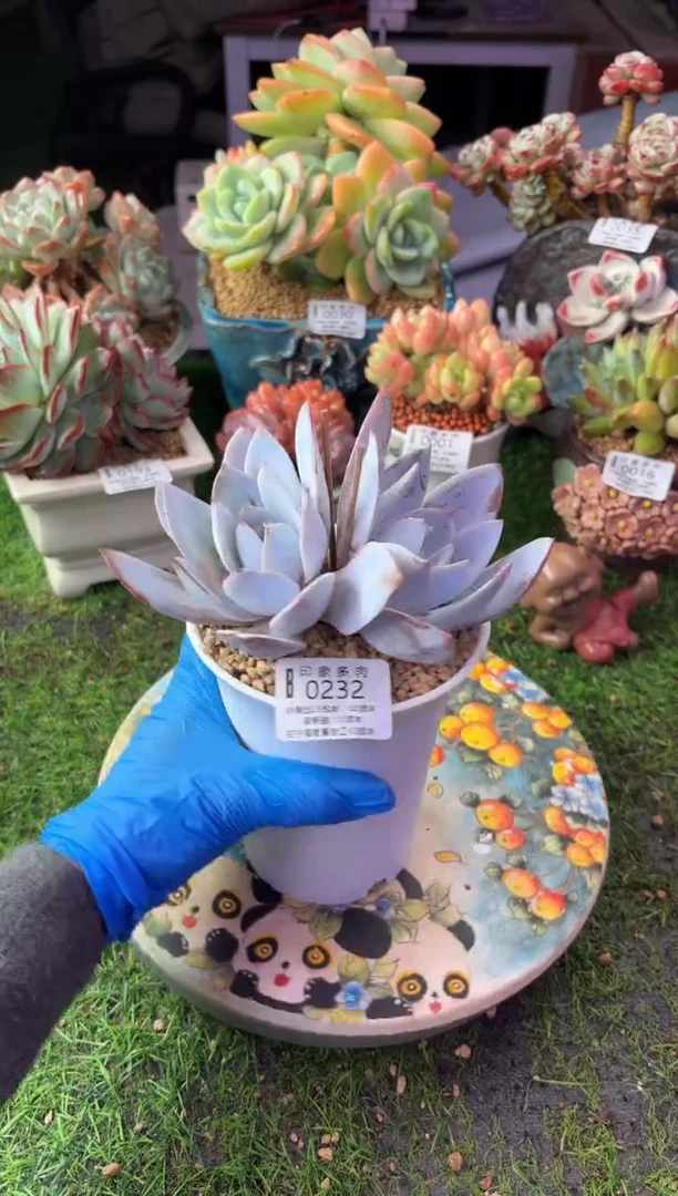 昆明印象多肉0232