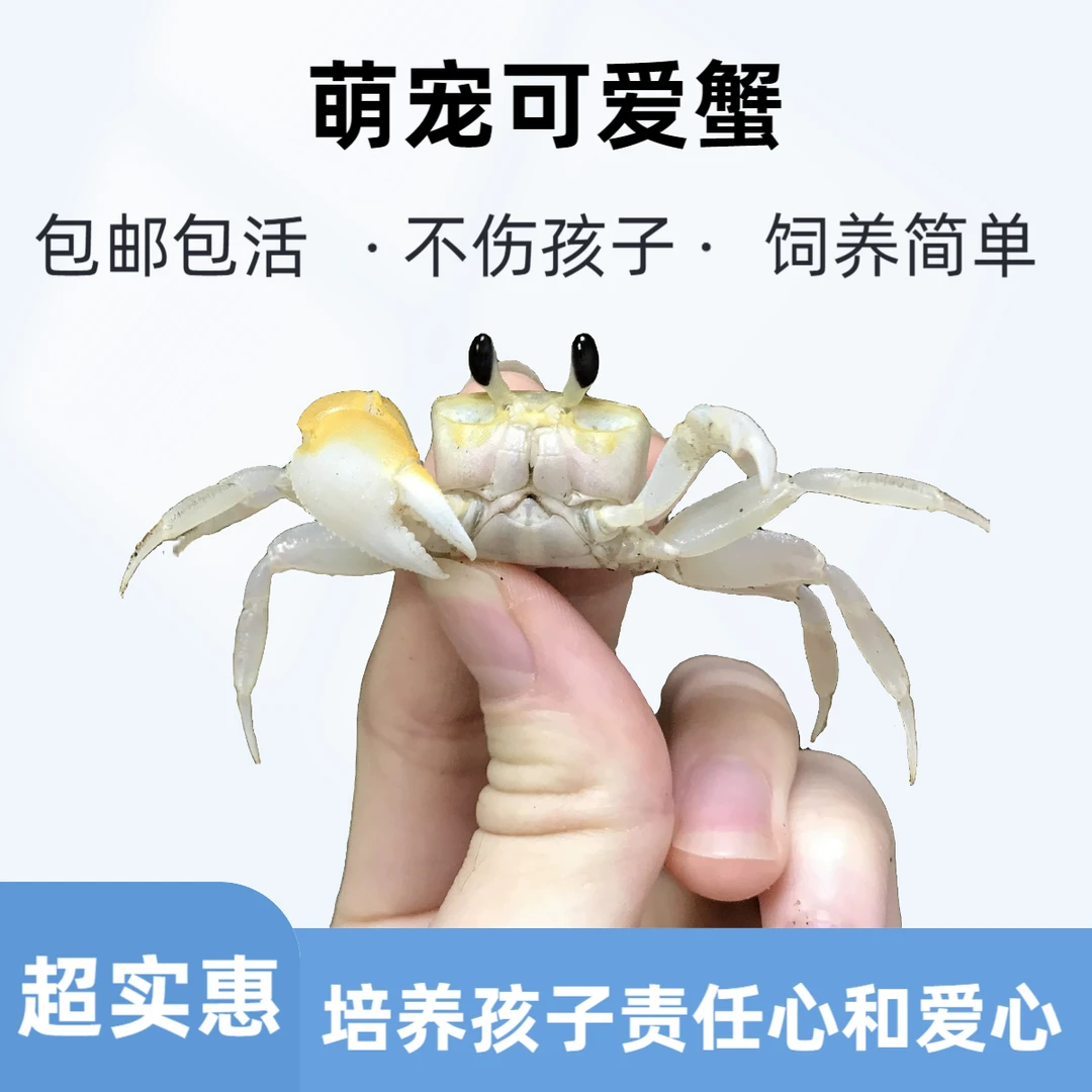 中华沙蟹大眼萌粉色蟹陆生蟹寄居蟹观赏蟹