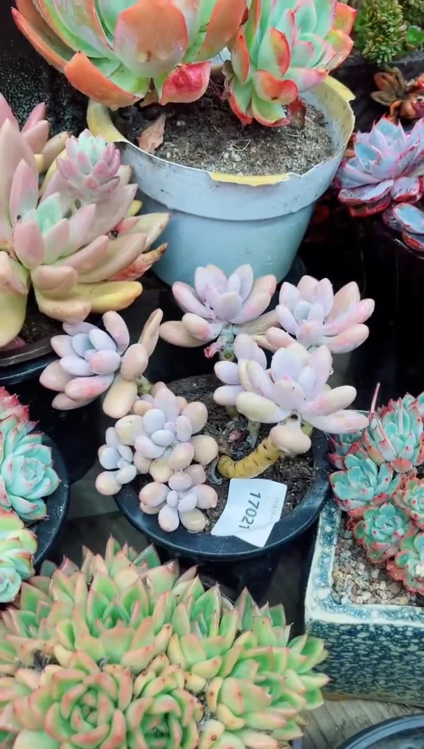 Q*17020多肉植物一物一拍