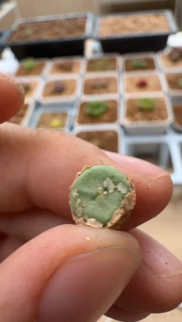 肉石头（25-31）1060