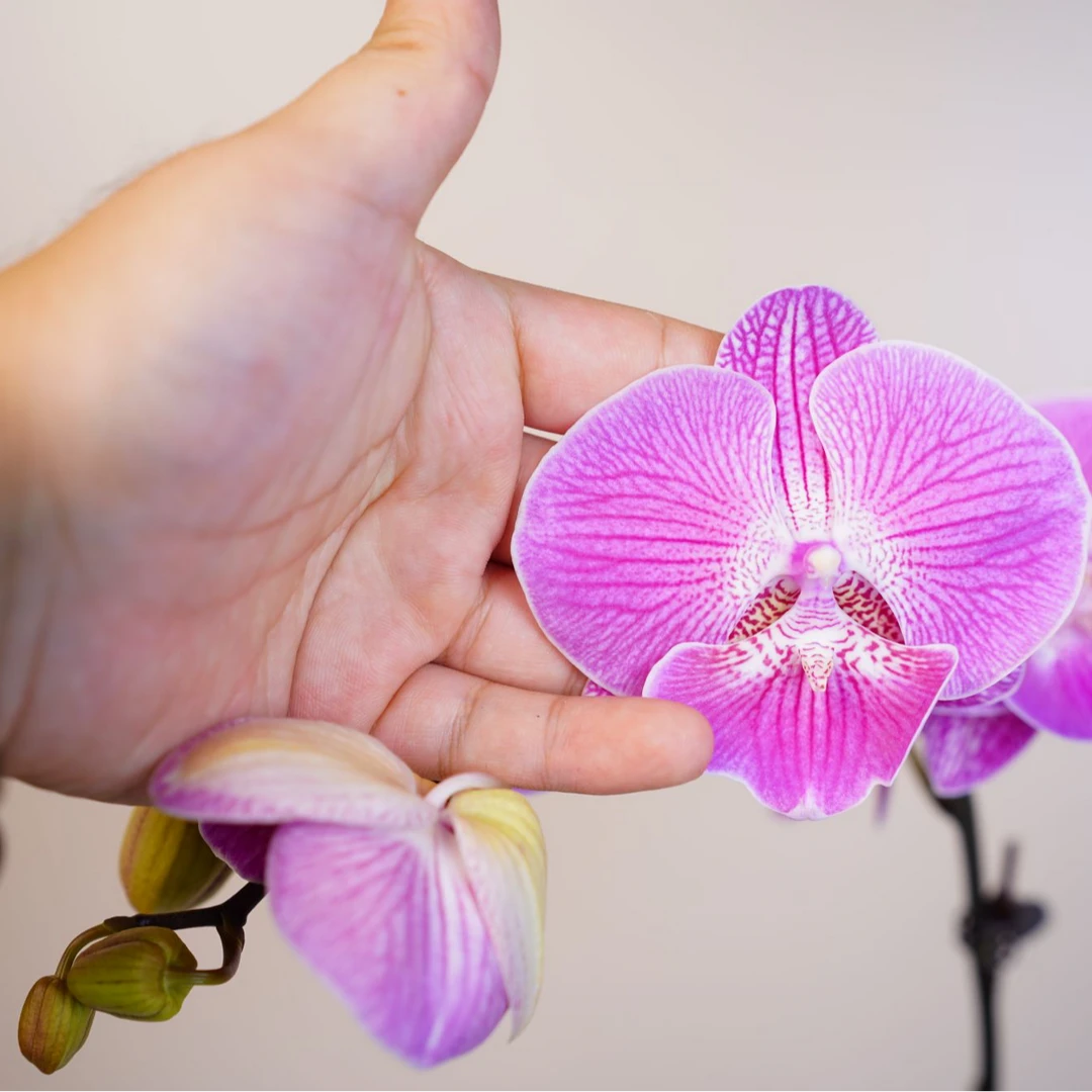 悠花里蝴蝶兰(3.0)【大性感】全花开花株发货