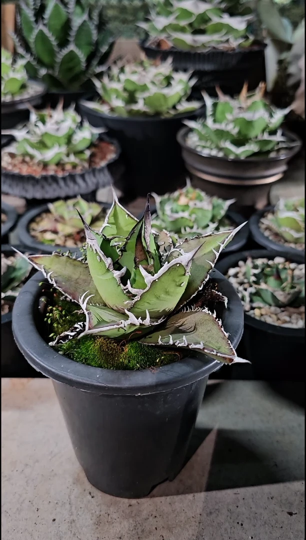 【绿肌籽播实生】有根苗 (直播竞拍 基因保证非组培)