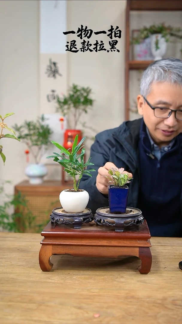 完全开放自**缘罗汉松+网纹草361