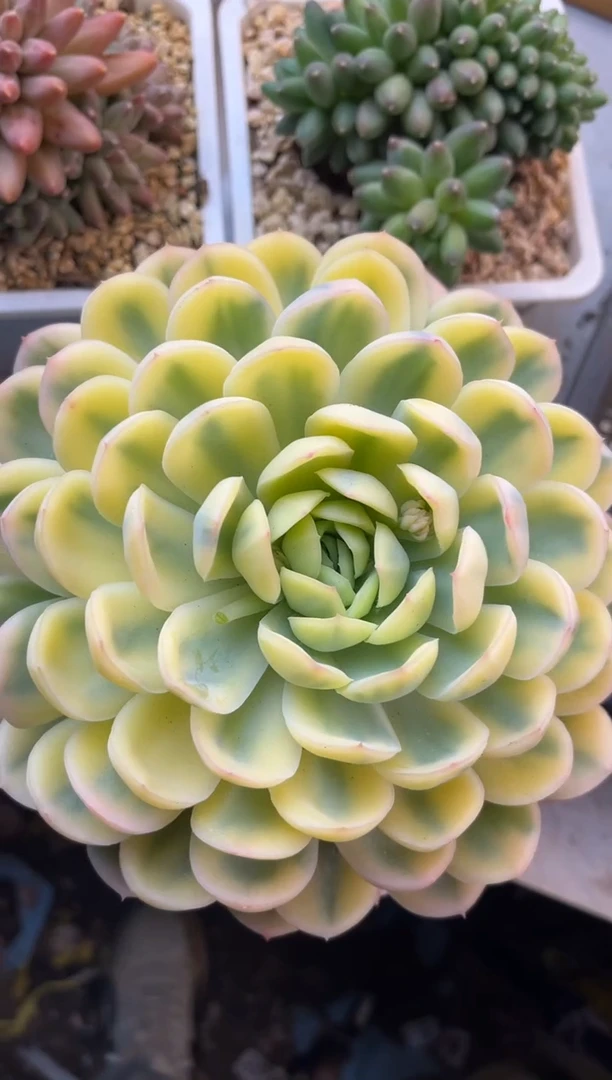 三***?54草莓冰锦1111111111111