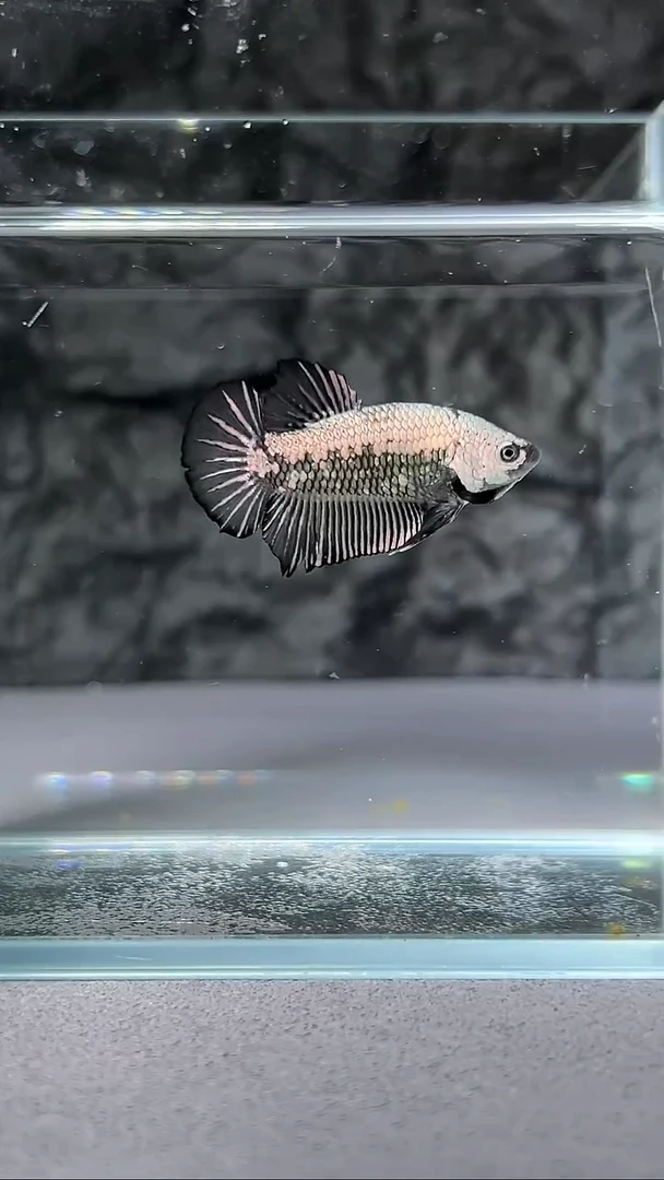 斗鱼竞拍链接A112