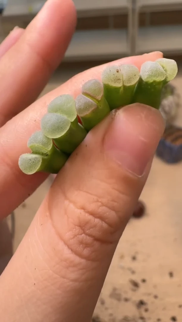 美丽的肉石头16-28