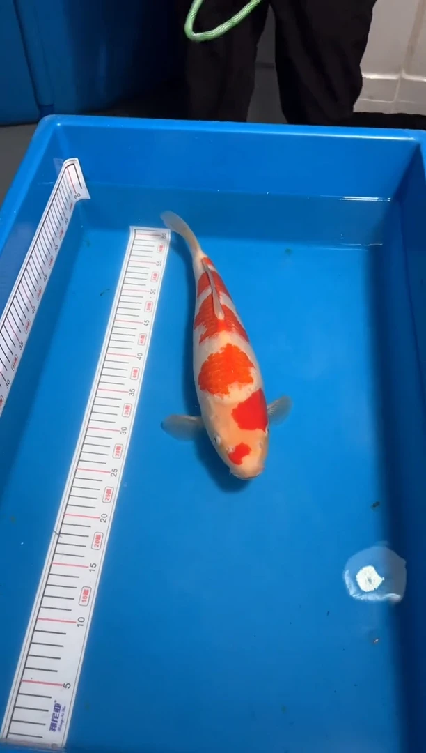 【闪购商品】34号 闪购锦鲤红白