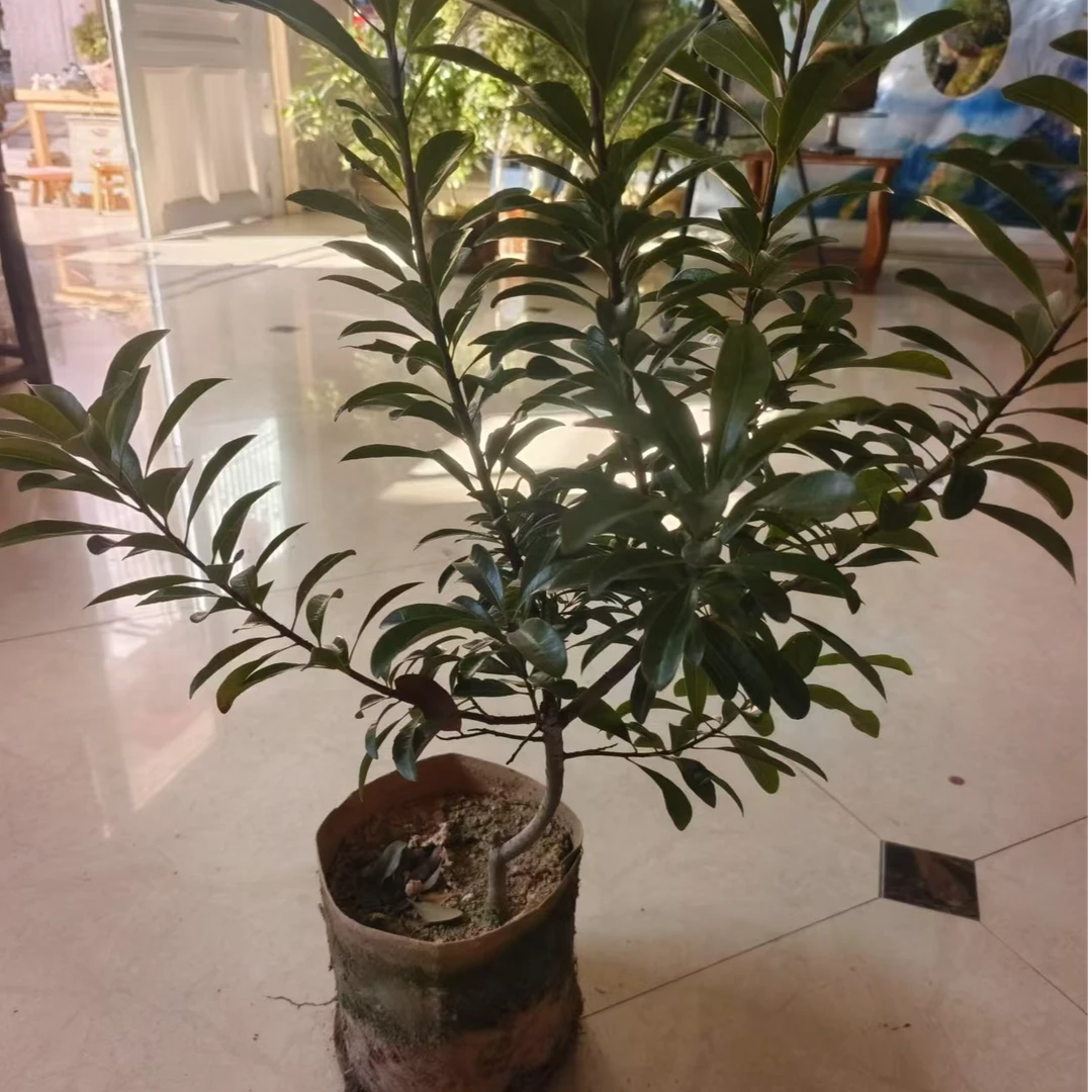 各种盆栽盆景绿植浙江仙居发货