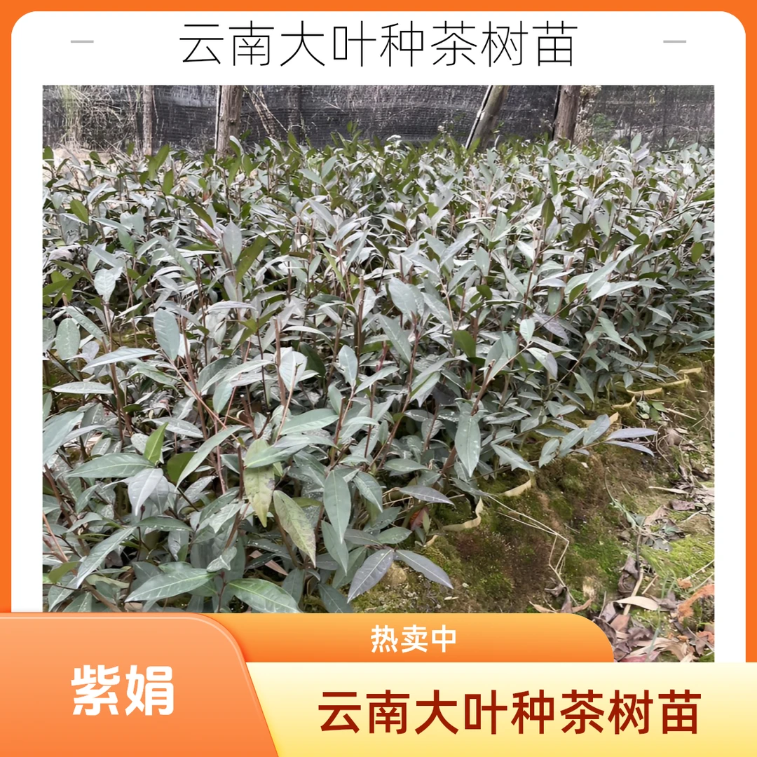 云南大叶种茶树苗紫娟