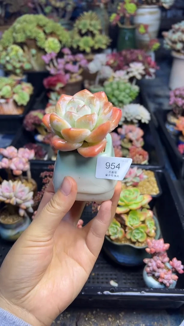 c****基954            不带盆