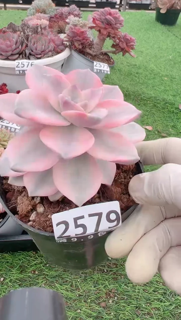 【闪购商品】信福多肉一物一拍