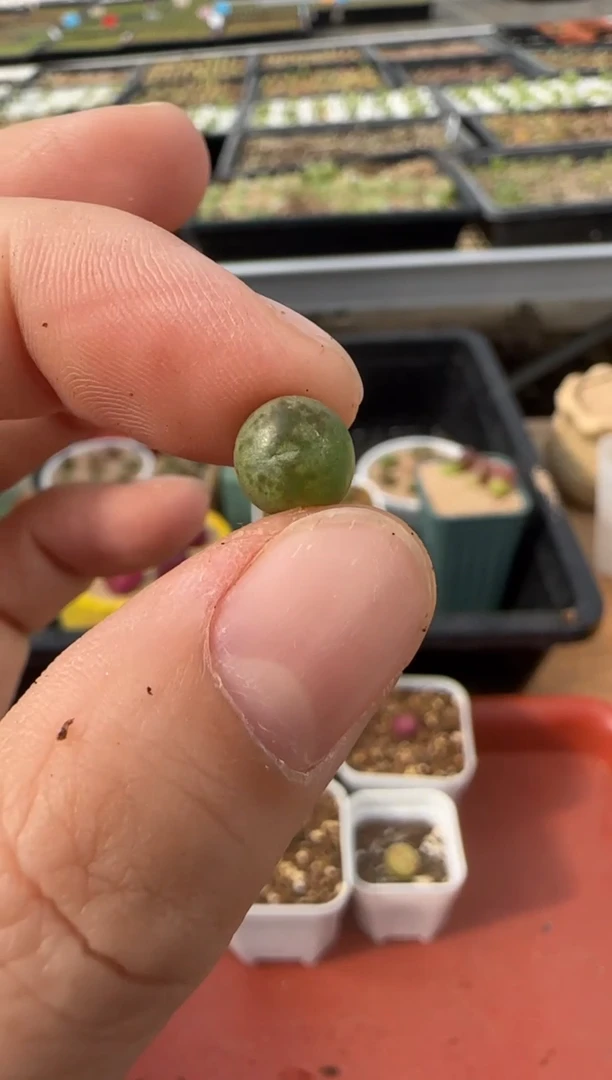 【闪购商品】13-82