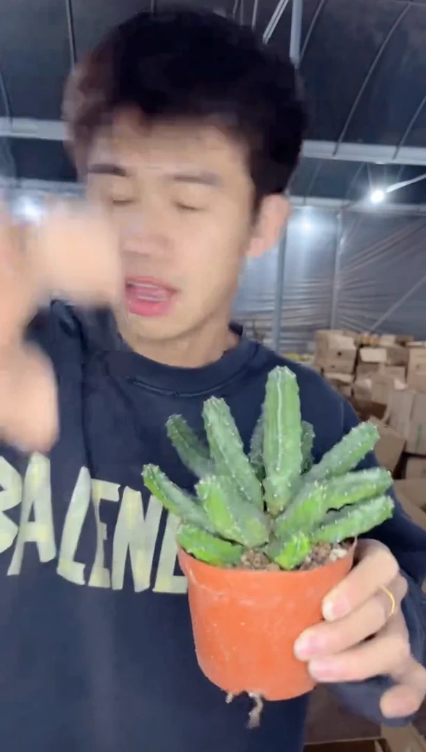 【闪购商品】多头 水仙情郎