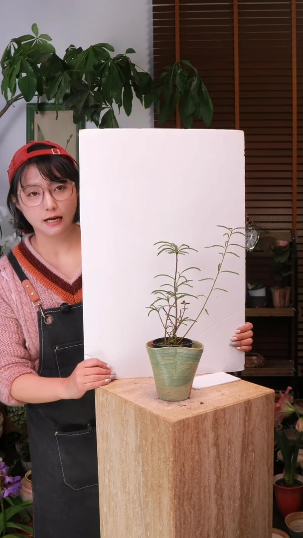 无花朵 海岛叶下珠 带盆 种好发货 顺丰包邮