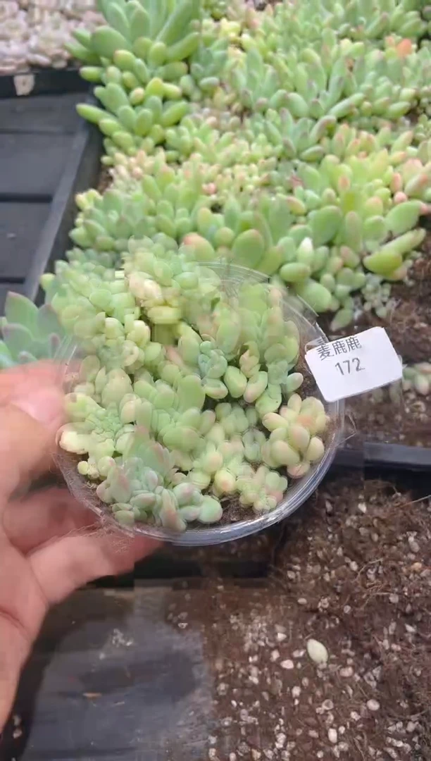 172森林之星        量拍