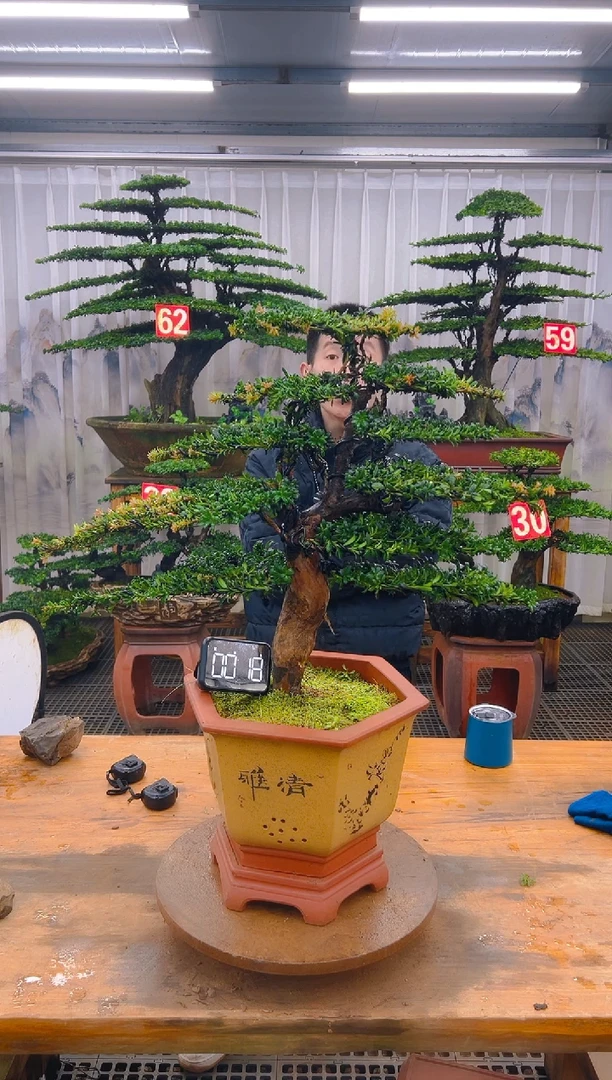 无花朵精品盆景直播间一物一拍