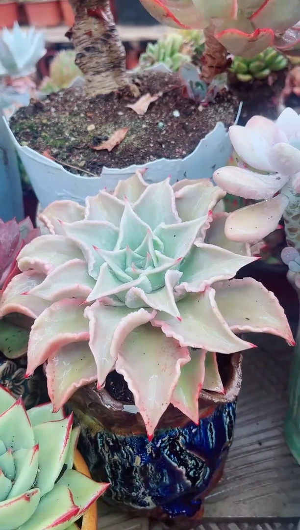 30075多肉植物一物一拍