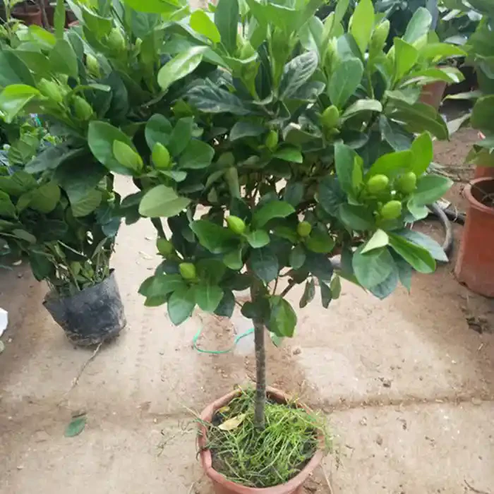 栀子花盆栽四季好养当年开花植物大小叶栀子花树苗庭院种植茉莉花