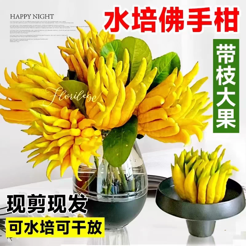 正宗佛手盆栽带枝佛手柑可水培水养观赏闻香清供可食用佛手果绿植