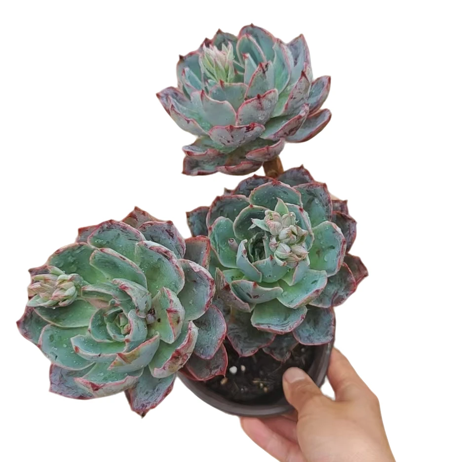 长腿赫拉     多肉植物