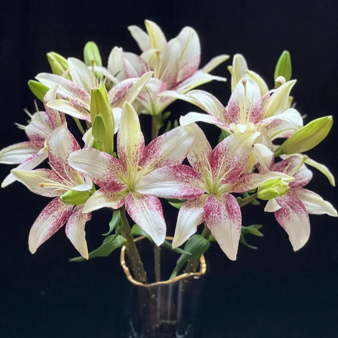 【源头优选】赞美诗百合-任意2单鲜花包邮 发货后不支持退款