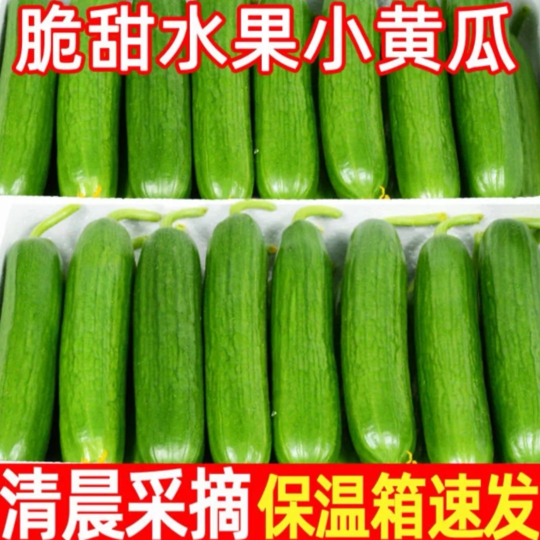 【寿光水果小黄瓜】新鲜生吃脆3斤山东当季蔬菜整箱清甜坏果包赔