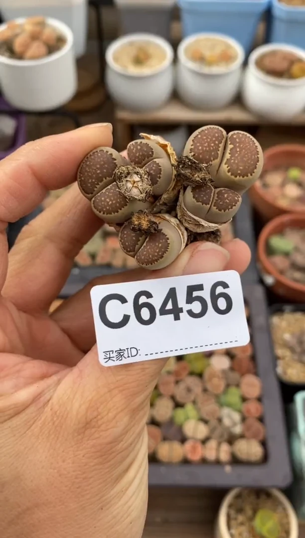 6456直播一物一拍