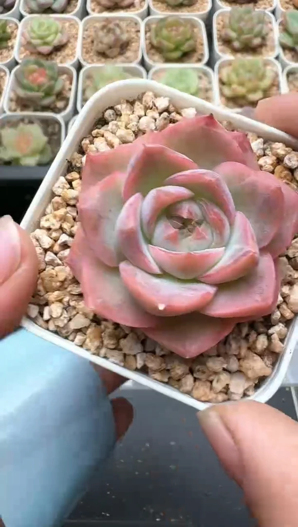 761C云禹多肉植物 带盆土纸巾打包 3颗包邮