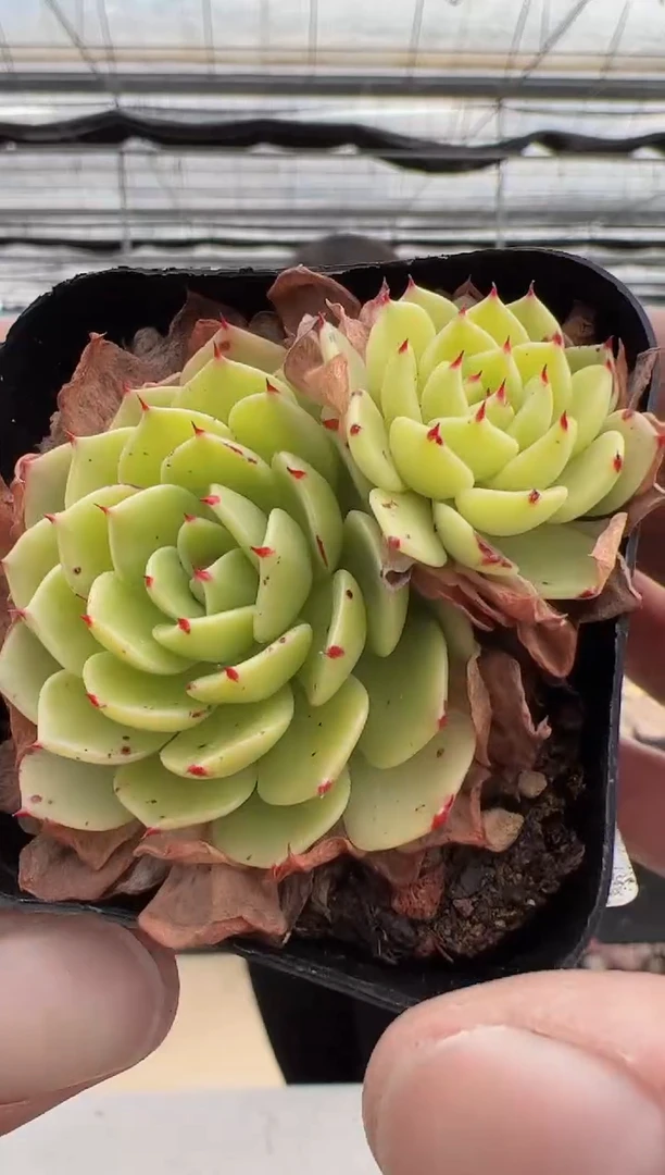 【闪购商品】曼巴F-2