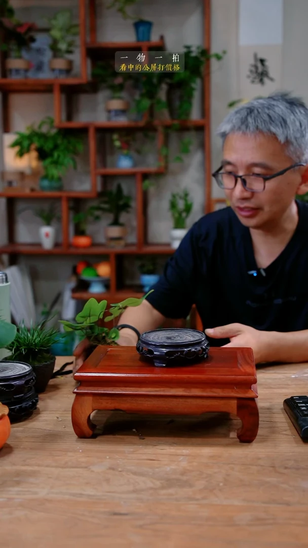 不开花植物日***陈网纹草862