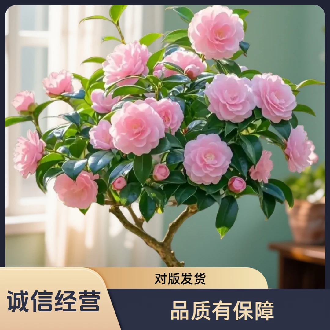 香妃茶花直径3cm高65cm-85香水茶花盆栽室内室外好养花苞