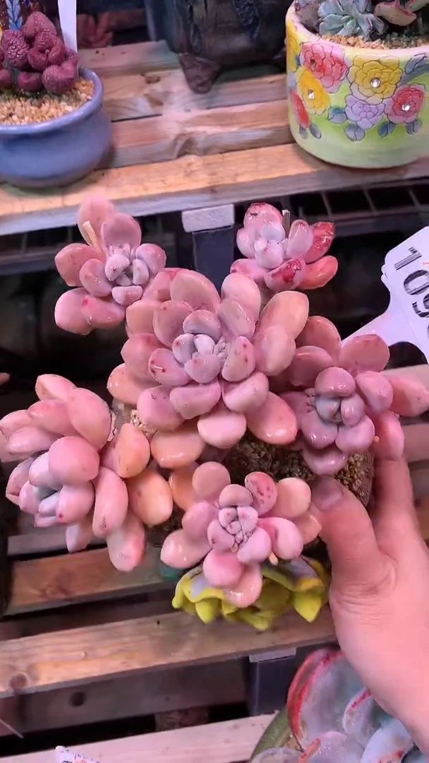 【闪购商品】109QQQ