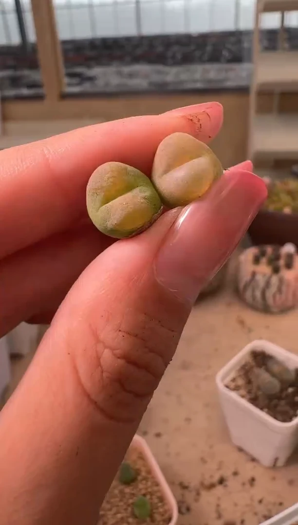 16-262多肉植物肉锥