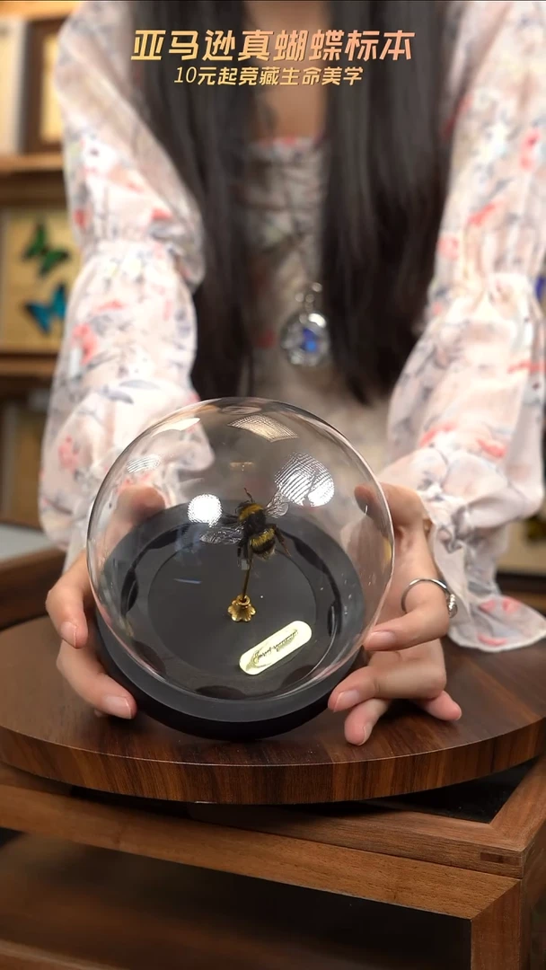 熊蜂蜂王玻璃球款