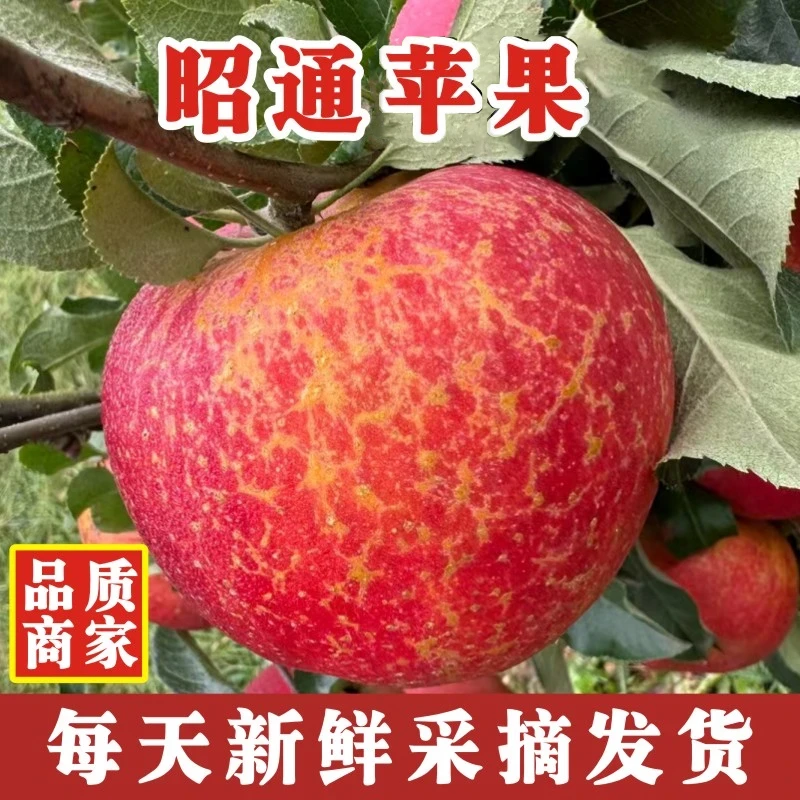 云南昭通冰糖心苹果新鲜脆甜多汁产地直发水果