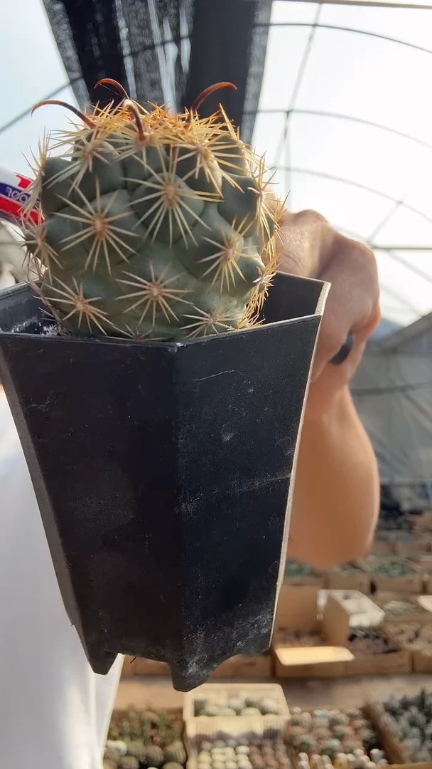 焦***儿1- 14       29.99