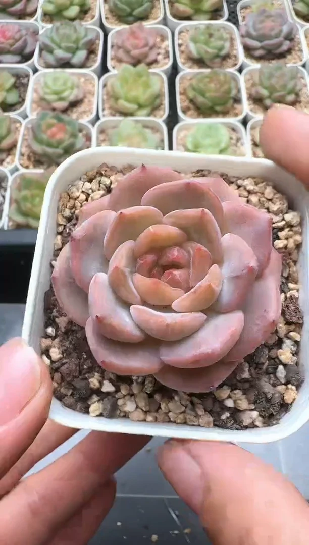 077D云禹多肉植物 带盆土纸巾打包 3颗包邮