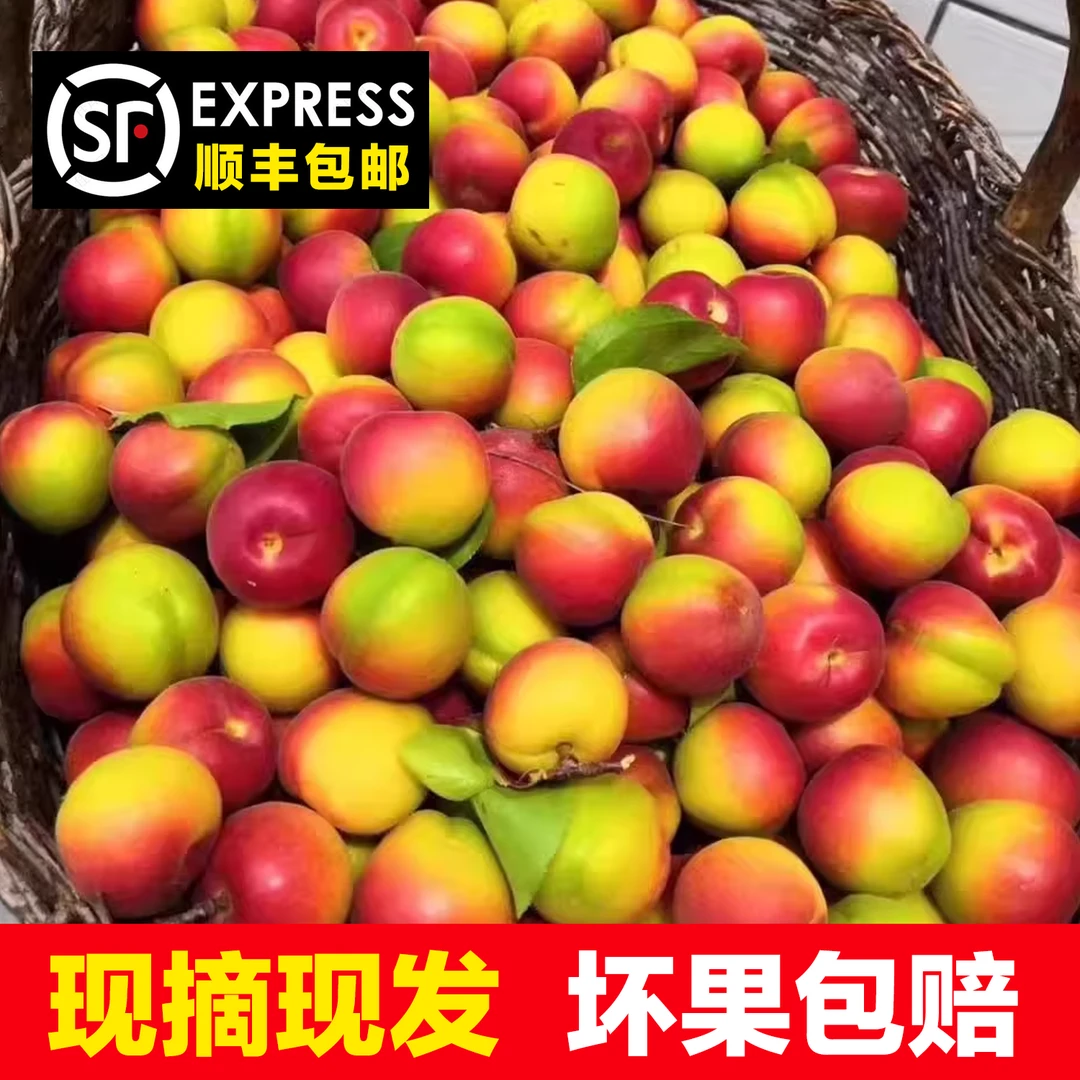 【顺丰冷链空运包邮】宁夏正宗原州区红梅杏3斤装，现摘现发！