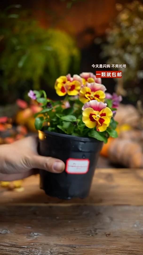 少量花朵（建议范围：2朵-5朵 或40%以下）015